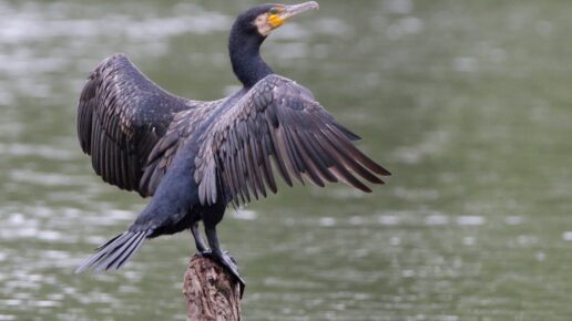 Cormorant Swimming