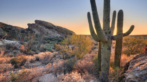 The Wild West: 🤠 Tucson in the spring of 2023 🐂