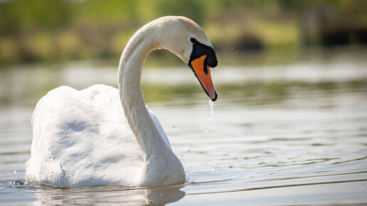 A Surfer Swan 🦢